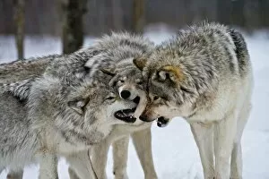Eastern gray wolves