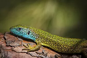 Images Dated 18th May 2011: Eastern Green Lizard -Lacerta viridis-, male, Brandenburg, Brandenburg, Brandenburg, Germany