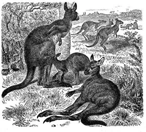 Environmental Issues Collection: Eastern Grey Kangaroo, Macropus Giganteus