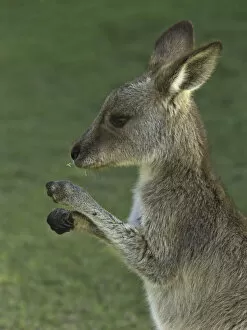 Images Dated 19th May 2011: Eastern Grey kangaroo male joey nibbling on grass