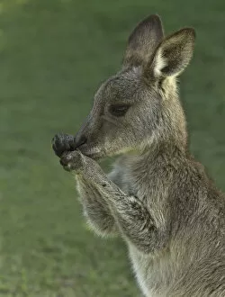 Images Dated 19th May 2011: Eastern Grey kangaroo male joey nibbling on grass