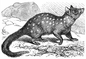 Images Dated 1st January 2000: The eastern quoll (Dasyurus viverrinus)