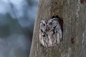 Images Dated 20th April 2010: Eastern Screech Owl