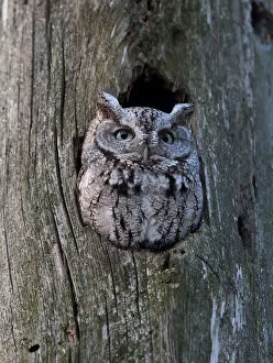 Images Dated 20th April 2010: Eastern Screech owl (Megascops asio)
