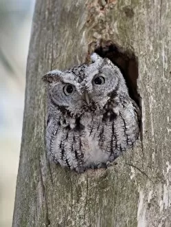 Images Dated 25th April 2010: Eastern Screech owl (Megascops asio)