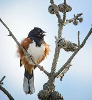Images Dated 20th February 2017: Eastern Towhee in Pines at Fire Island Lighthouse