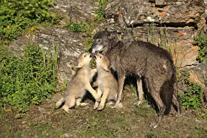 Images Dated 28th June 2011: Eastern Wolf -Canis lupus-, female with a begging pups, eight weeks, captive, Montana, United States