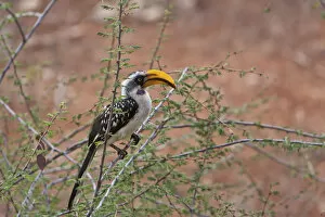 Images Dated 13th October 2011: Eastern Yellow-billed Hornbill -Tockus flavirostris-, Samburu National Reserve, Kenya