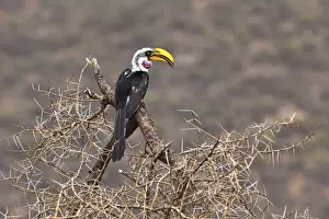 Coraciidae Prints: Eastern Yellow-billed Hornbill -Tockus flavirostris
