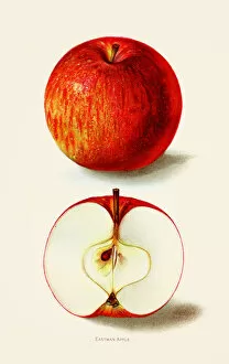 Images Dated 7th June 2018: Eastman apple illustration 1892