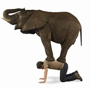 Elephant Gallery: Easy Retouch, Colour Image, Photography, horizontal, studio shot, side view, full length