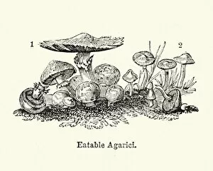 Edible Mushrooms, Victorian Botanical Illustration Collection: Eatable Agaricus mushrooms