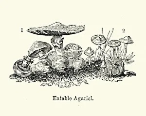 Edible Mushrooms, Victorian Botanical Illustration Collection: Eatable Agaricus mushrooms