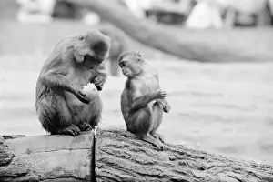 Eating Monkey