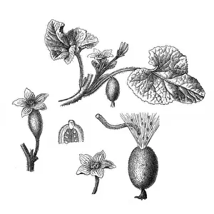 Ecballium elaterium (squirting cucumber or exploding cucumber)
