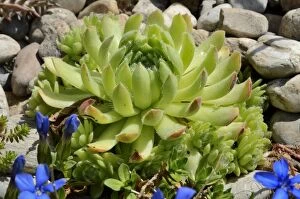 Images Dated 1st May 2012: Echeveria -Echeveria minima-, succulent plant with hairy leaves, in a rock garden