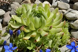 Beer Stein Prints: Echeveria -Echeveria minima-, succulent plant with hairy leaves, in a rock garden