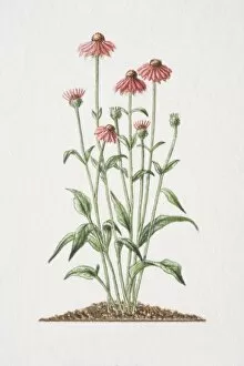 Plant Stem Gallery: Echinacea angustifolia, flowering medicinal plant