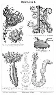 Images Dated 17th April 2017: Echinoderm engraving 1895