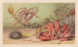 Images Dated 24th July 2015: Echinoderm, lithograph, published in 1868