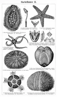 Images Dated 17th April 2017: Echinoderm marine animals engraving 1895