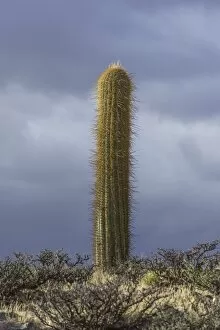 Echinopsis atacamensis cactus on platea, Cachi, Salta, Argentina