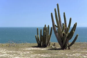 Brazilian Gallery: Echinopsis cactus -Echinopsis sp.- on the beach, Jijoca de Jericoacoara, Ceara, Brazil