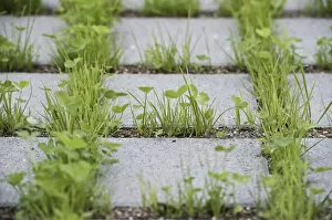 Images Dated 20th May 2012: Eco-friendly paving of a parking lot with clover and grass, Germany