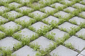 Images Dated 20th May 2012: Eco-friendly paving of a parking lot with clover and grass, Germany