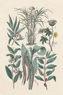 Flower Head Gallery: Economic plants, hand-colored lithograph, 1880