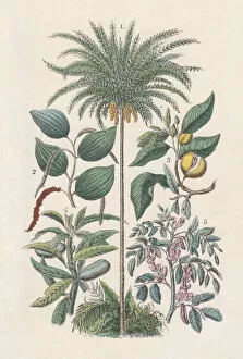 Palm Tree Gallery: Economic plants, hand-colored lithograph, published in 1880