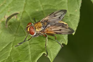 Images Dated 20th August 2014: Ectophasia oblonga, Tachinid fly, Baden-Wurttemberg, Germany