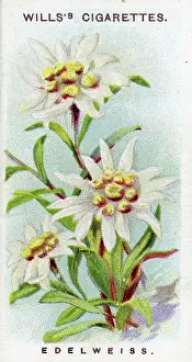 Edelweiss, Alpine Flowers series, collectible cigarette card, 1913