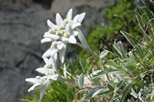 Compositae Gallery: Edelweiss (Leontopodium alpinum)