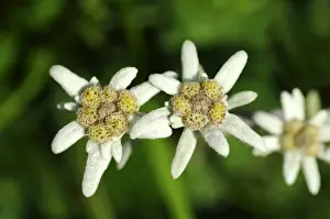 Asteridae Prints: Edelweiss (Leontopodium alpinum Cass. )