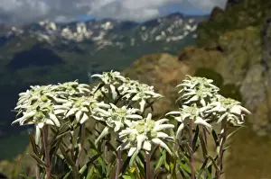 Variety Prints: Edelweiss (Leontopodium alpinum Cass. )