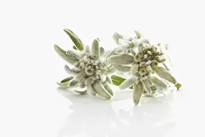 Asteridae Prints: Edelweiss (Leontopodium alpinum nivale subsp. Alpinum Basionym Leontopodium)
