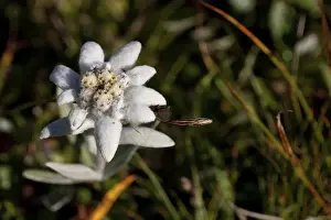 Alsters Prints: Edelweiss (Leontopodium) in the Glarus Alps, Canton Glarus, Switzerland, Europe