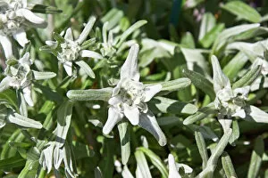 Images Dated 17th June 2012: Edelweiss -Leontopodium nivale-