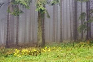 Mist Collection: Edge of the spruce forest, Jeseniky Protected Landscape Area, Jesenik district, Olomoucky region