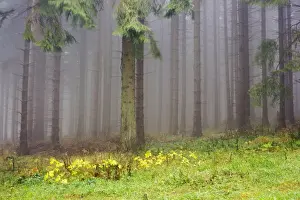 Misty Mood Prints: Edge of the spruce forest, Jeseniky Protected Landscape Area