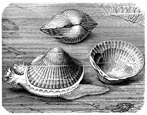 Images Dated 10th March 2016: Edible cockle (Cardium edule)