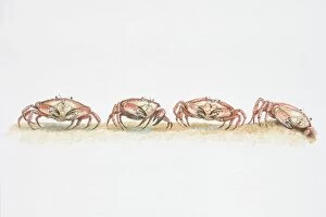 Four Animals Collection: Edible Crab (Cancer pagurus), moving sideways