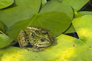 Images Dated 30th August 2014: Edible Frog -Pelophylax esculentus- on a lily pad, Bavaria, Germany