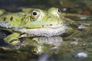 Edible Frog -Pelophylax kl. Esculentus-, North Hesse, Hesse, Germany