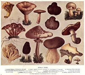 Edible Mushrooms, Victorian Botanical Illustration Collection: Edible Fungi