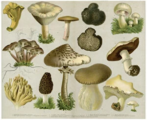 Edible Mushrooms, Victorian Botanical Illustration Collection: Edible Fungi