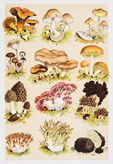Images Dated 7th June 2015: Edible Mushrooms Antique Chromolithograph 1884