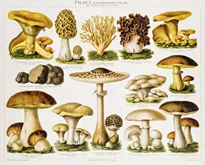 Food Gallery: Edible Mushrooms Antique Chromolithograph 1896