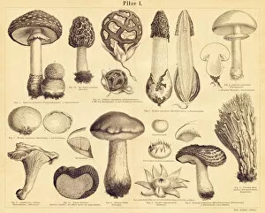 Edible Mushrooms, Victorian Botanical Illustration Collection: Edible Mushrooms engraving illustration